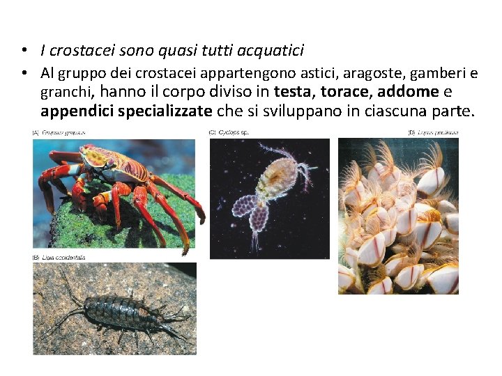  • I crostacei sono quasi tutti acquatici • Al gruppo dei crostacei appartengono