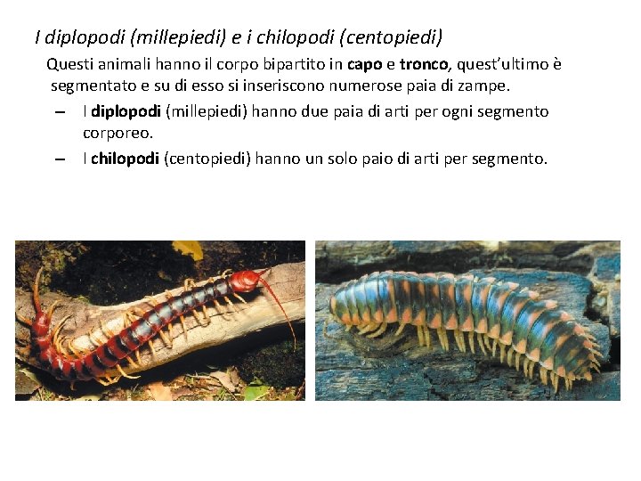 I diplopodi (millepiedi) e i chilopodi (centopiedi) Questi animali hanno il corpo bipartito in