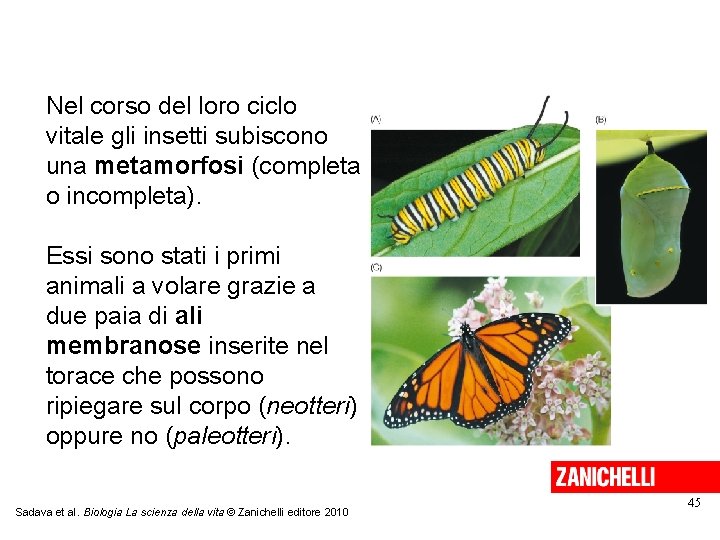 Nel corso del loro ciclo vitale gli insetti subiscono una metamorfosi (completa o incompleta).