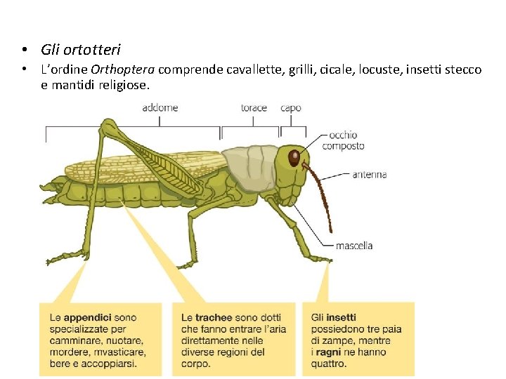  • Gli ortotteri • L’ordine Orthoptera comprende cavallette, grilli, cicale, locuste, insetti stecco