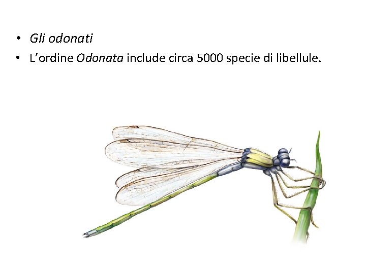  • Gli odonati • L’ordine Odonata include circa 5000 specie di libellule. Figura