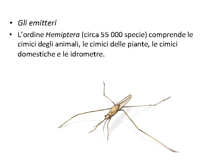  • Gli emitteri • L’ordine Hemiptera (circa 55 000 specie) comprende le cimici