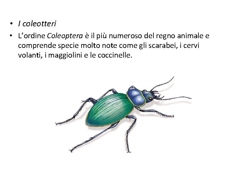  • I coleotteri • L’ordine Coleoptera è il più numeroso del regno animale