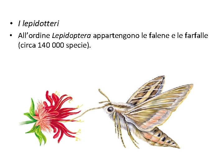  • I lepidotteri • All’ordine Lepidoptera appartengono le falene e le farfalle (circa