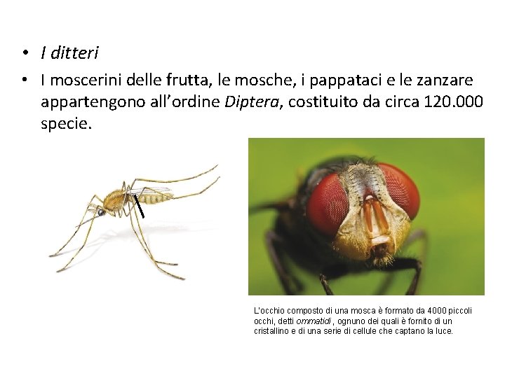  • I ditteri • I moscerini delle frutta, le mosche, i pappataci e