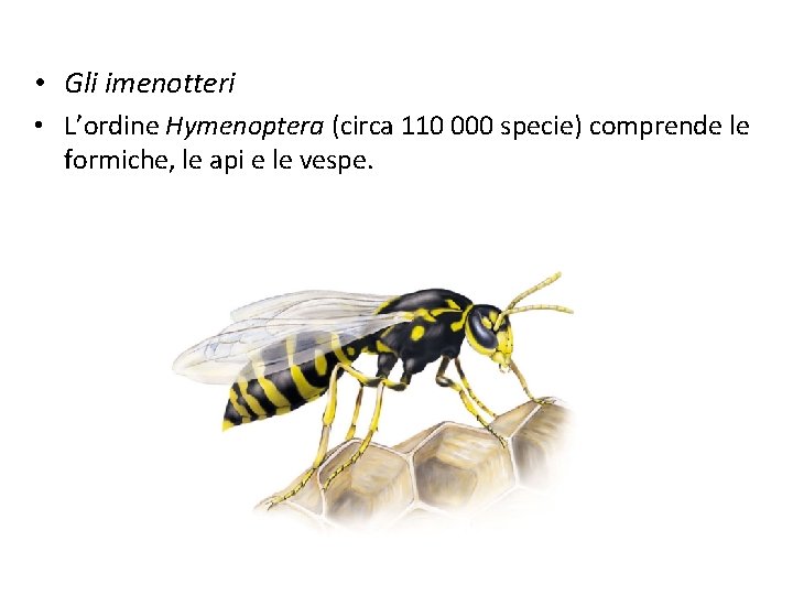  • Gli imenotteri • L’ordine Hymenoptera (circa 110 000 specie) comprende le formiche,