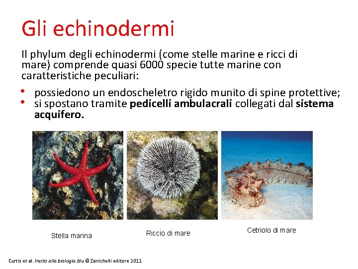 Gli echinodermi Il phylum degli echinodermi (come stelle marine e ricci di mare) comprende