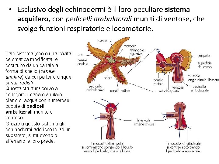  • Esclusivo degli echinodermi è il loro peculiare sistema acquifero, con pedicelli ambulacrali