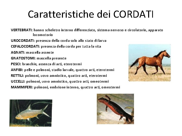 Caratteristiche dei CORDATI VERTEBRATI: hanno scheletro interno differenziato, sistema nervoso e circolatorio, apparato locomotorio