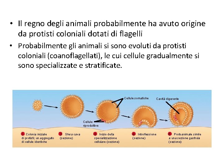  • Il regno degli animali probabilmente ha avuto origine da protisti coloniali dotati