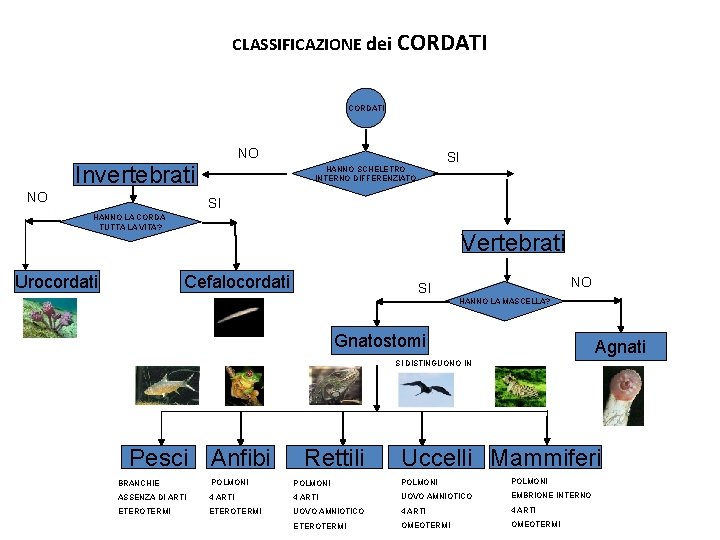 CLASSIFICAZIONE dei CORDATI NO Invertebrati NO SI HANNO SCHELETRO INTERNO DIFFERENZIATO SI HANNO LA