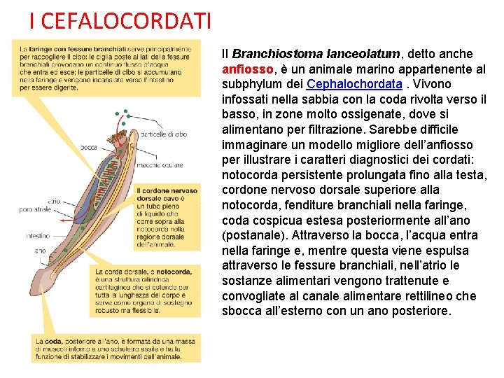 I CEFALOCORDATI Il Branchiostoma lanceolatum, detto anche anfiosso, è un animale marino appartenente al