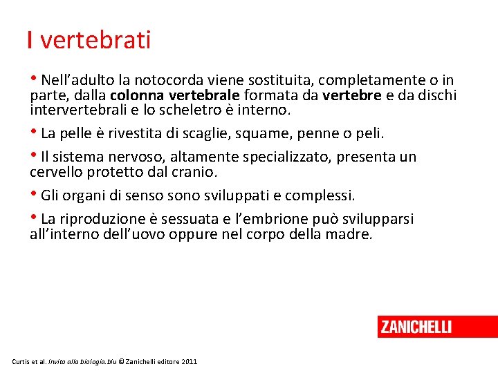 I vertebrati • Nell’adulto la notocorda viene sostituita, completamente o in parte, dalla colonna