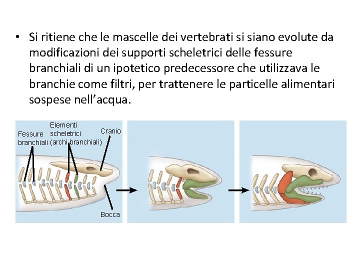  • Si ritiene che le mascelle dei vertebrati si siano evolute da modificazioni