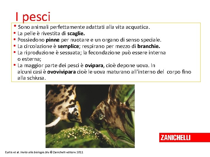 I pesci • Sono animali perfettamente adattati alla vita acquatica. • La pelle è