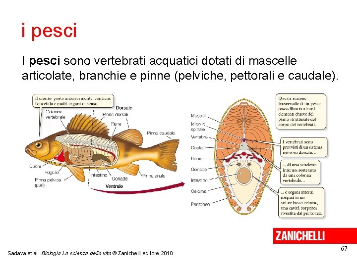 i pesci I pesci sono vertebrati acquatici dotati di mascelle articolate, branchie e pinne