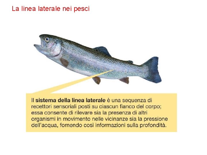 La linea laterale nei pesci 