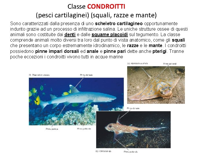 Classe CONDROITTI (pesci cartilaginei) (squali, razze e mante) Sono caratterizzati dalla presenza di uno