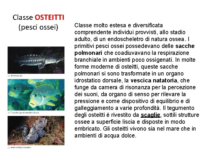 Classe OSTEITTI (pesci ossei) Classe molto estesa e diversificata comprendente individui provvisti, allo stadio