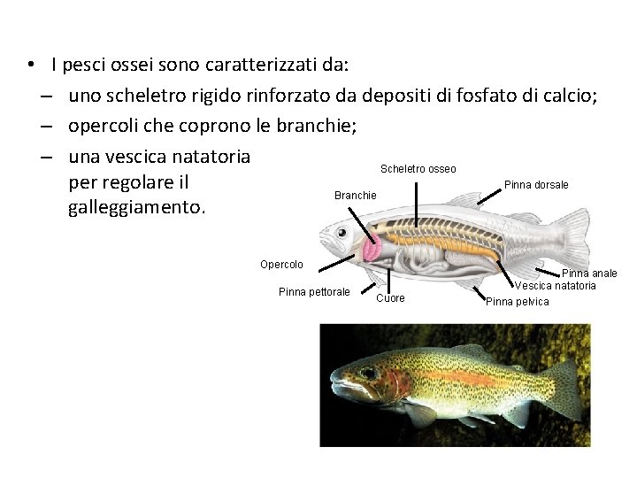  • I pesci ossei sono caratterizzati da: – uno scheletro rigido rinforzato da