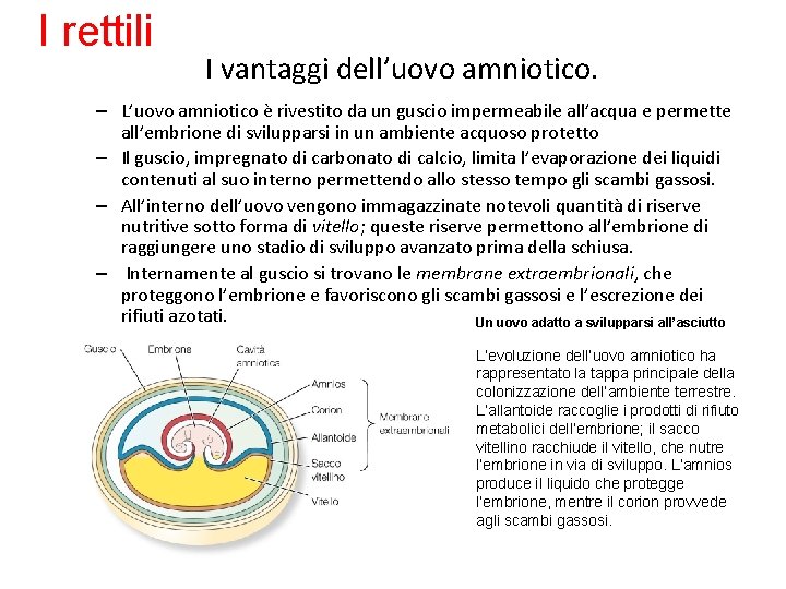 I rettili I vantaggi dell’uovo amniotico. – L’uovo amniotico è rivestito da un guscio