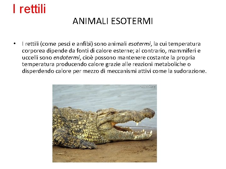 I rettili ANIMALI ESOTERMI • I rettili (come pesci e anfibi) sono animali esotermi,