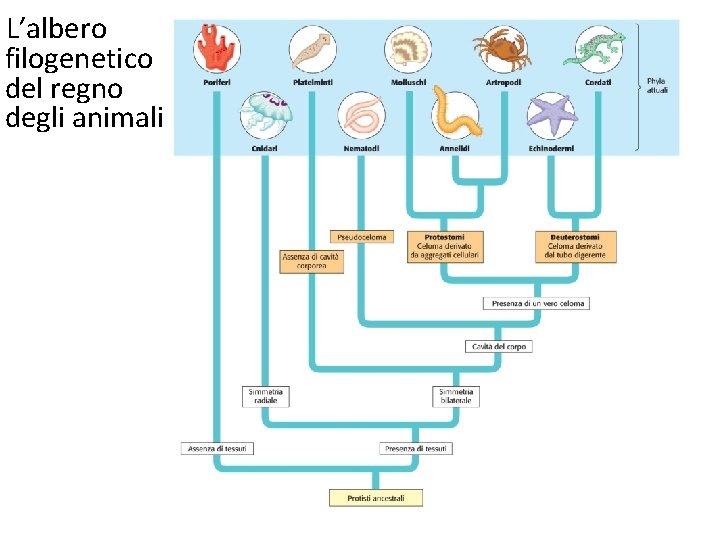 L’albero filogenetico del regno degli animali 