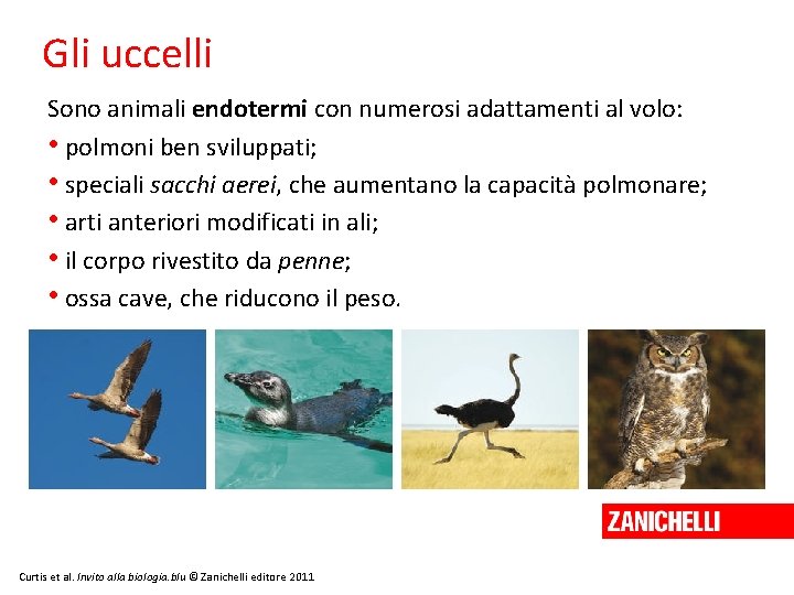 Gli uccelli Sono animali endotermi con numerosi adattamenti al volo: • polmoni ben sviluppati;