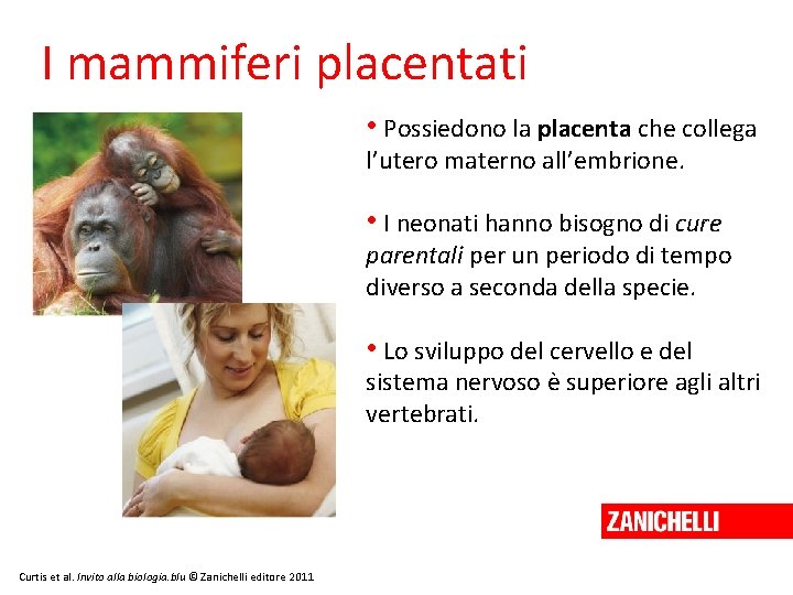 I mammiferi placentati • Possiedono la placenta che collega l’utero materno all’embrione. • I