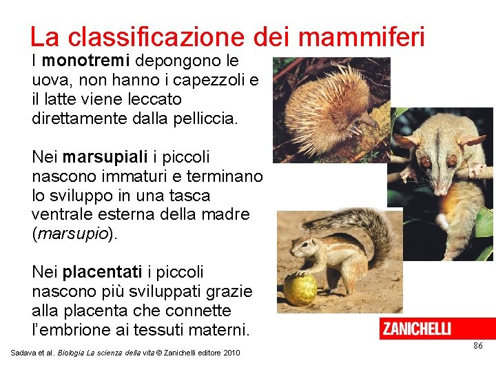 La classificazione dei mammiferi I monotremi depongono le uova, non hanno i capezzoli e