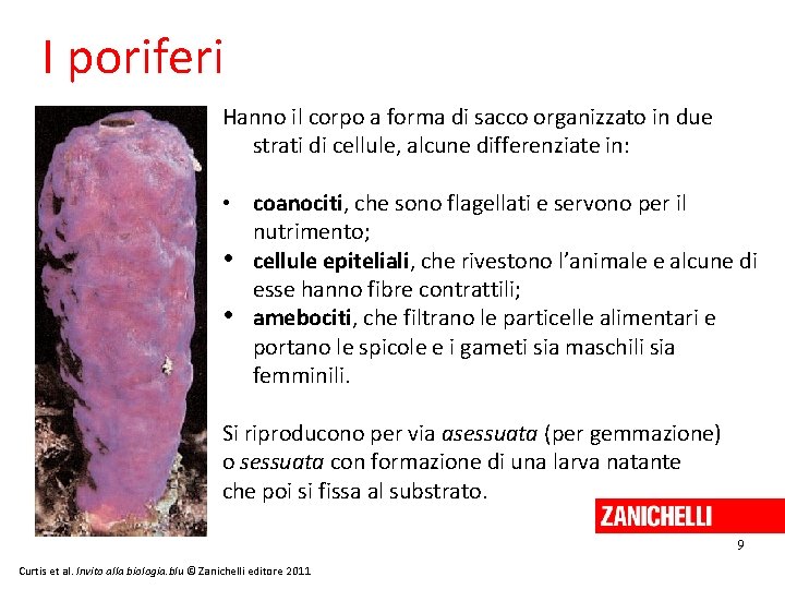 I poriferi Hanno il corpo a forma di sacco organizzato in due strati di