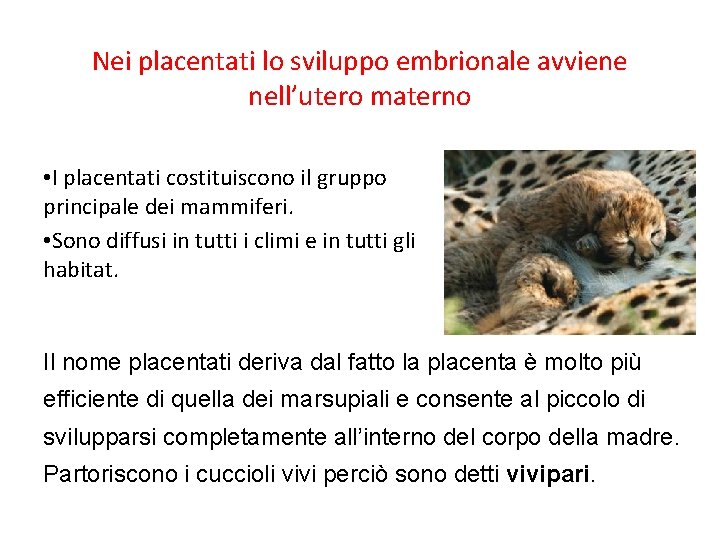 Nei placentati lo sviluppo embrionale avviene nell’utero materno • I placentati costituiscono il gruppo