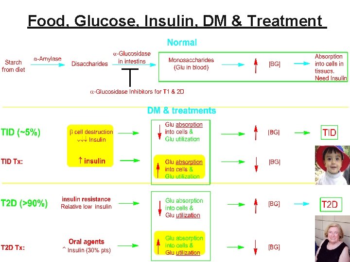 Food, Glucose, Insulin, DM & Treatment 11 