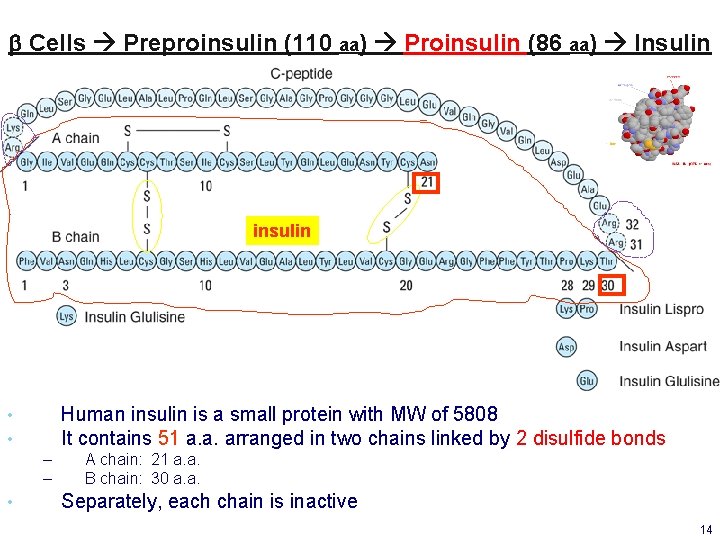 b Cells Preproinsulin (110 aa) Proinsulin (86 aa) Insulin insulin Human insulin is a