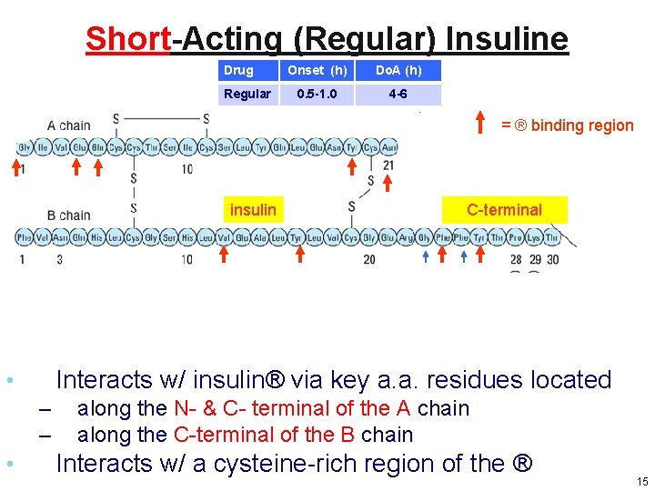 Short-Acting (Regular) Insuline Drug Regular Onset (h) Do. A (h) 0. 5 -1. 0