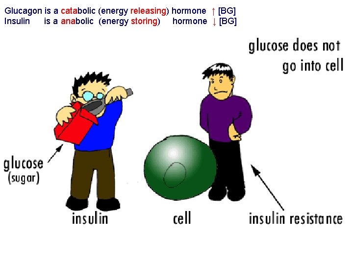 Glucagon is a catabolic (energy releasing) hormone ↑ [BG] Insulin is a anabolic (energy