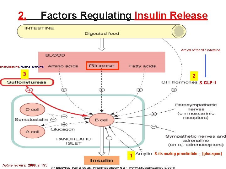 2. Factors Regulating Insulin Release Arrival of food to intestine (phenylalanine, leucine, arginine) 3