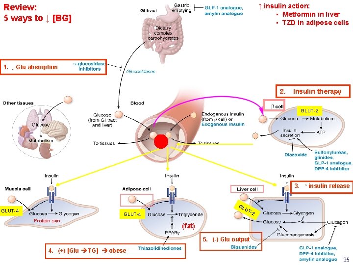 ↑ insulin action: • Metformin in liver • TZD in adipose cells Review: 5