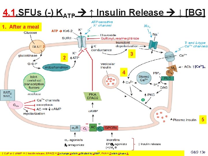 4. 1. SFUs (-) KATP ↑ Insulin Release ↓ [BG] 1. After a meal