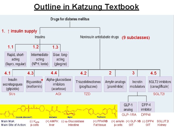 Outline in Katzung Textbook 1. ↑ insulin supply (9 subclasses) 1. 1 4. 1