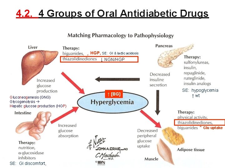4. 2. 4 Groups of Oral Antidiabetic Drugs ↓ HGP, SE: GI & lactic
