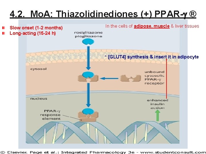 4. 2. Mo. A: Thiazolidinediones (+) PPAR-g ® Slow onset (1 -2 months) Long-acting