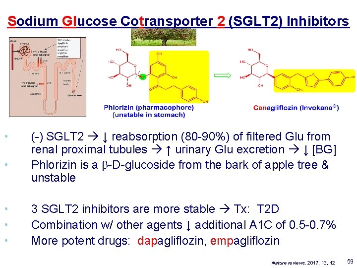 Sodium Glucose Cotransporter 2 (SGLT 2) Inhibitors • • • (-) SGLT 2 ↓