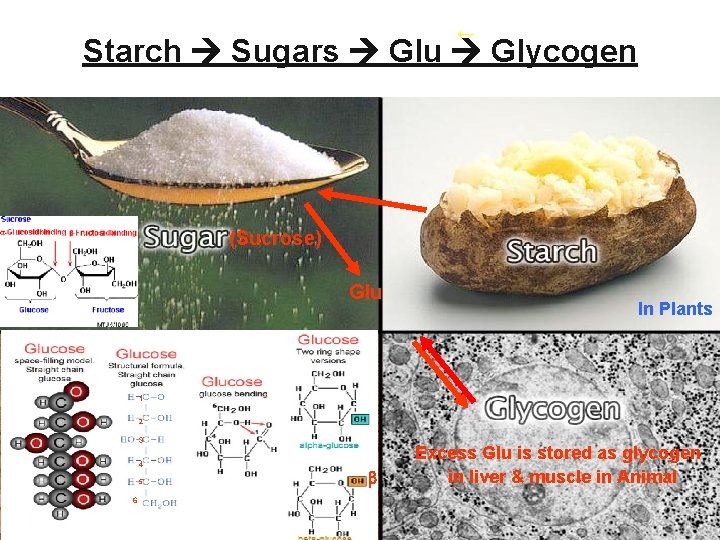 ← Starch Sugars Glu Glycogen (Sucrose) Glu In Plants 1 2 3 4 5