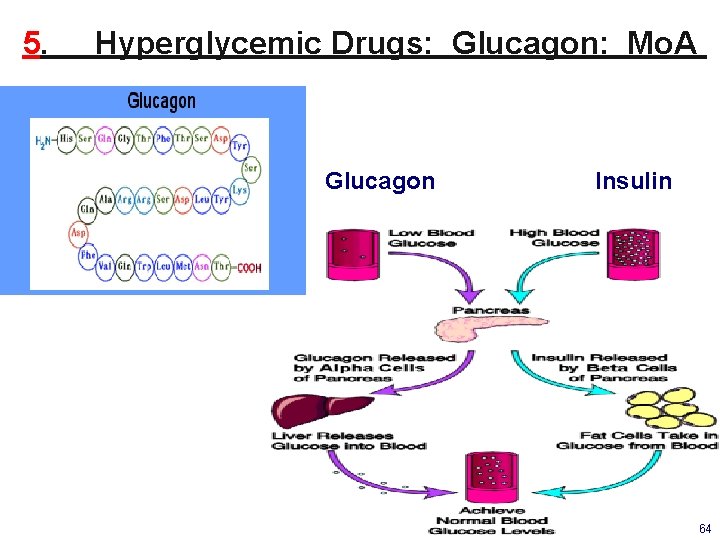 5. Hyperglycemic Drugs: Glucagon: Mo. A Glucagon Insulin 64 