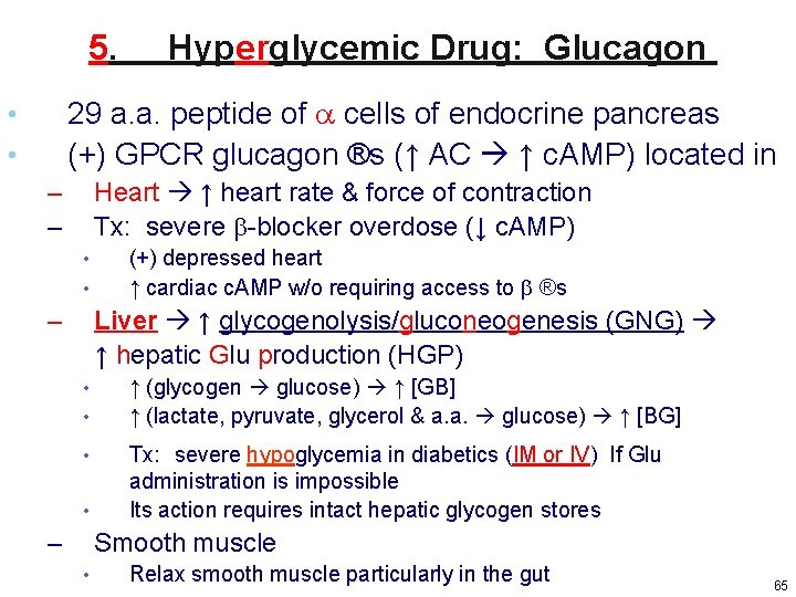 5. Hyperglycemic Drug: Glucagon 29 a. a. peptide of a cells of endocrine pancreas