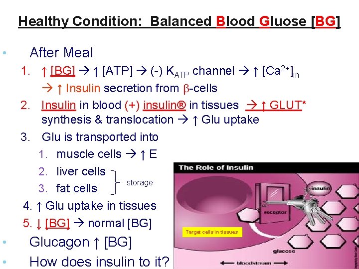 Healthy Condition: Balanced Blood Gluose [BG] • After Meal 1. ↑ [BG] ↑ [ATP]