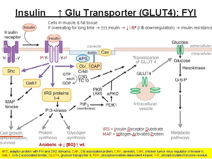 Insulin ↑ Glu Transporter (GLUT 4); FYI Cells in muscle & fat tissue If