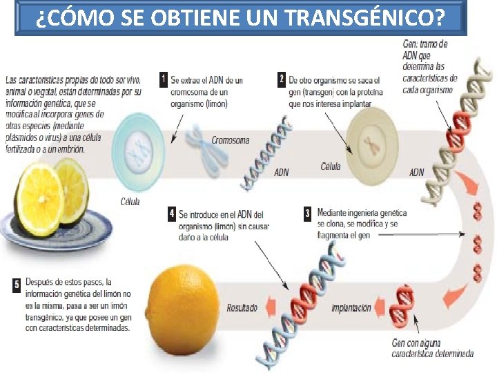 ¿CÓMO SE OBTIENE UN TRANSGÉNICO? 