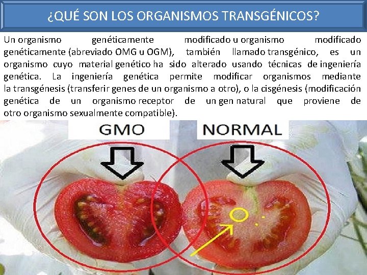 ¿QUÉ SON LOS ORGANISMOS TRANSGÉNICOS? Un organismo genéticamente modificado u organismo modificado genéticamente (abreviado
